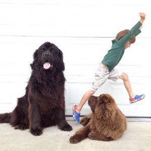 Мальчик и два гигантских пса — дружба, у которой нет границ