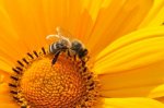 Скрытый голод: как сокращение популяции пчел вредит человеку?