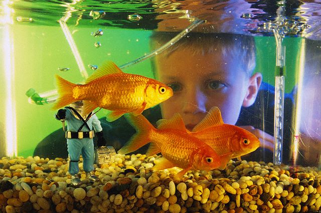 Мальчик и аквариум