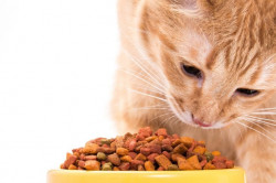 Каким должен быть корм для кошек?