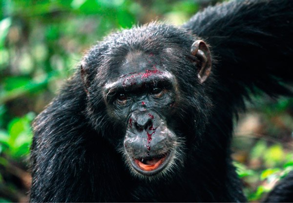 Склонность шимпанзе к убийству себе подобных нельзя объяснить влиянием человека