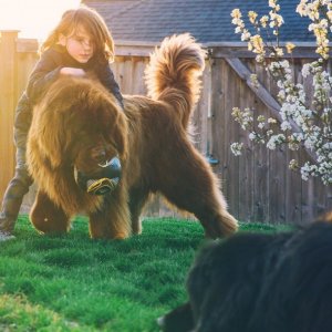 Мальчик и два гигантских пса — дружба, у которой нет границ