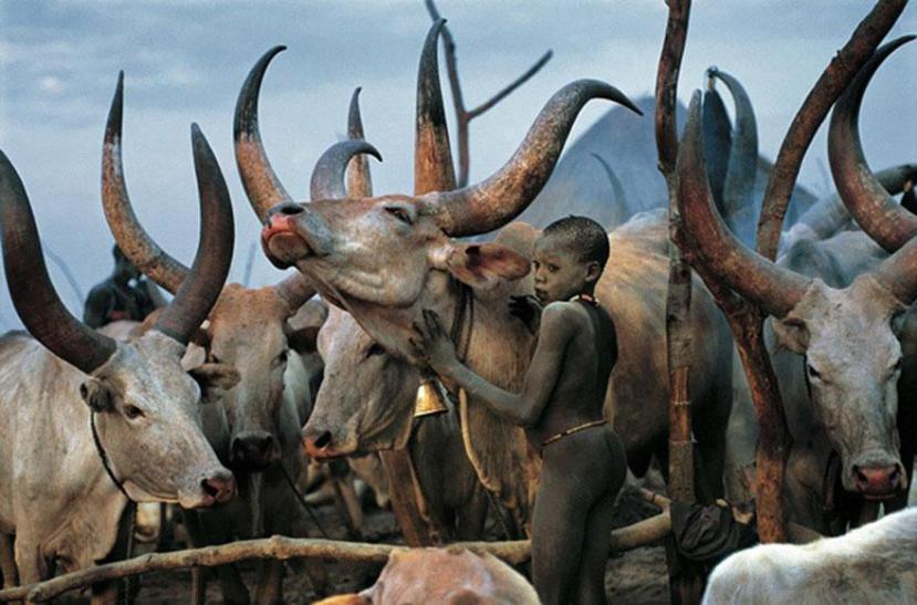 Африканские мальчишки-пастушки занимаются сексом с коровами