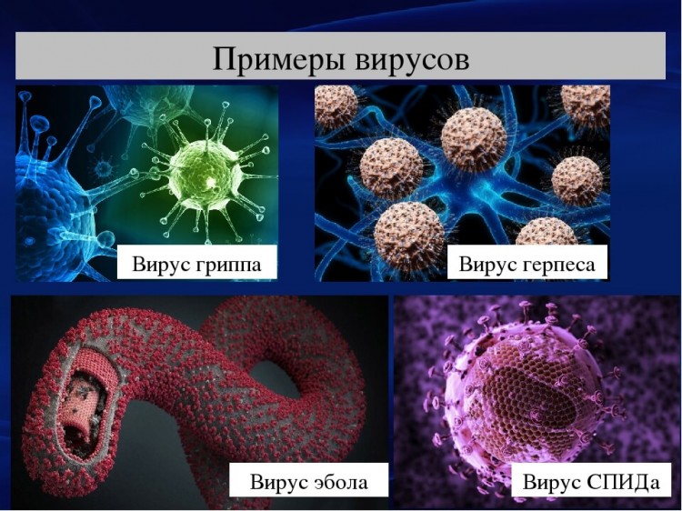 Sofovir и Daclahep комбинация препаратов для лечения вируса гепатита С