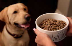 Как подобрать сухой корм для собаки?
