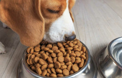 Как подобрать сухой корм для собаки?