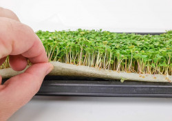 Как выращивать микрозелень?